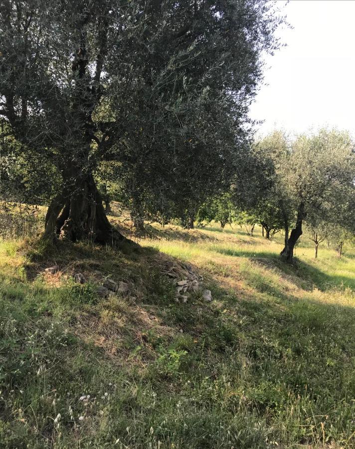 Casa Vacanze Agli Ulivi Baone Exterior foto